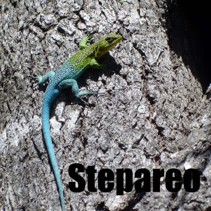 STEPAREO - Stepareo