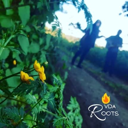 RVDA ROOTS - Rvda Roots